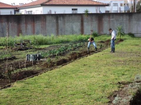 Preparação do terreno para a plantação das plantas endémicas